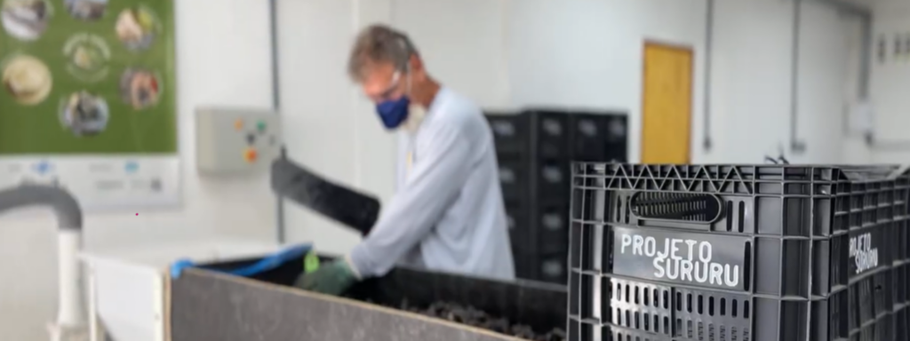 Processo de transformação de cascas de marisco em corretivo agrícola