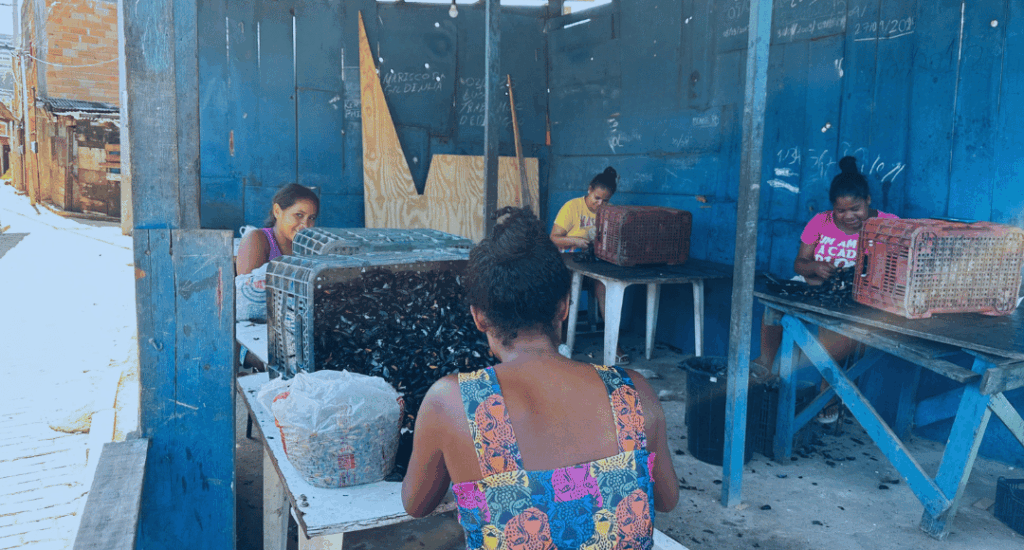 Mulheres do mangue realizando coleta de mariscos no litoral brasileiro
