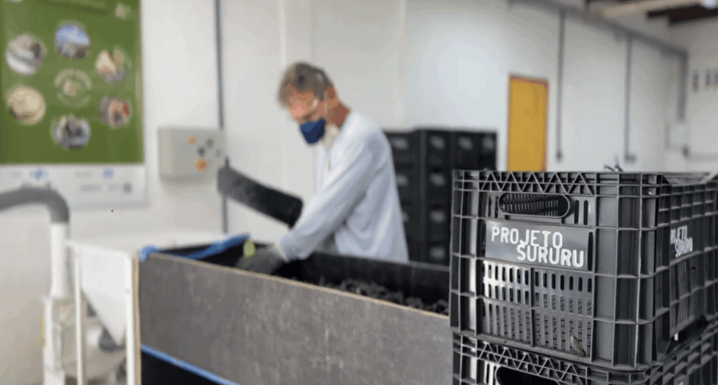 Cascas de marisco utilizadas em processo de agricultura regenerativa